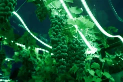 LED-slinga