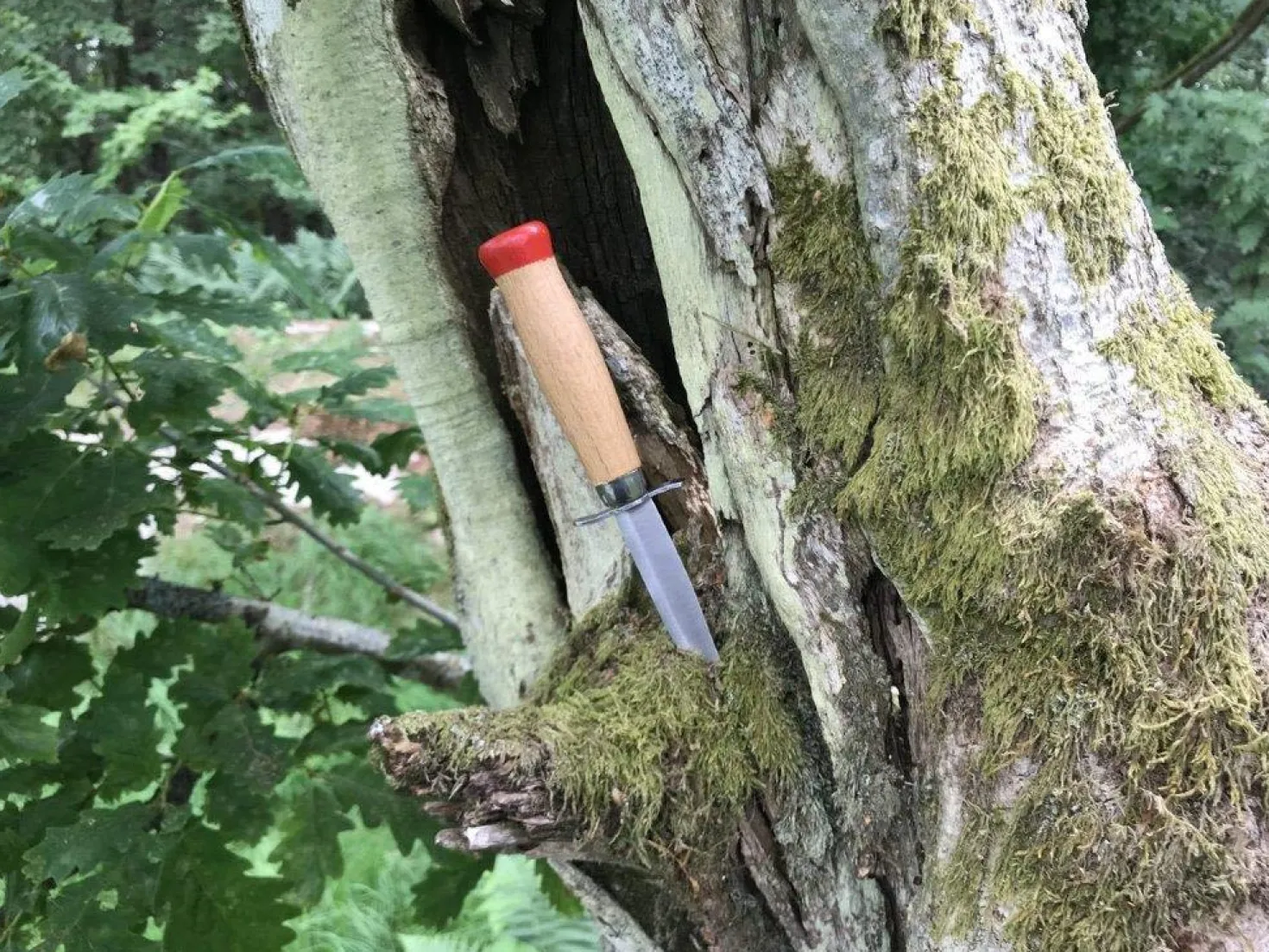 Scoutkniv